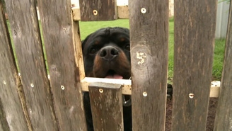 Watch RSPCA Animal Rescue Online: Free Streaming & Catch Up TV in ...